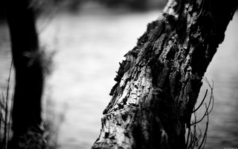 tree bark by the water