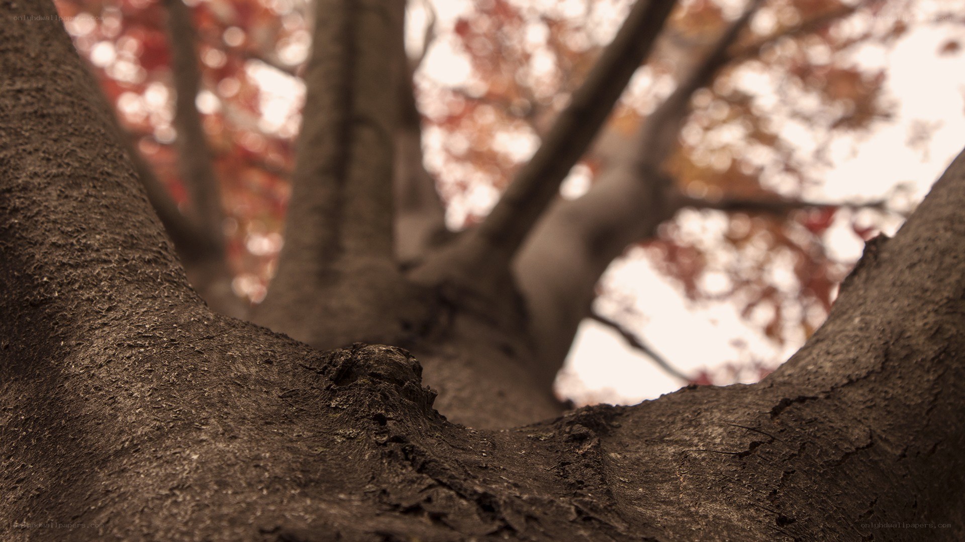 tree bark close-up with autumn leaves
