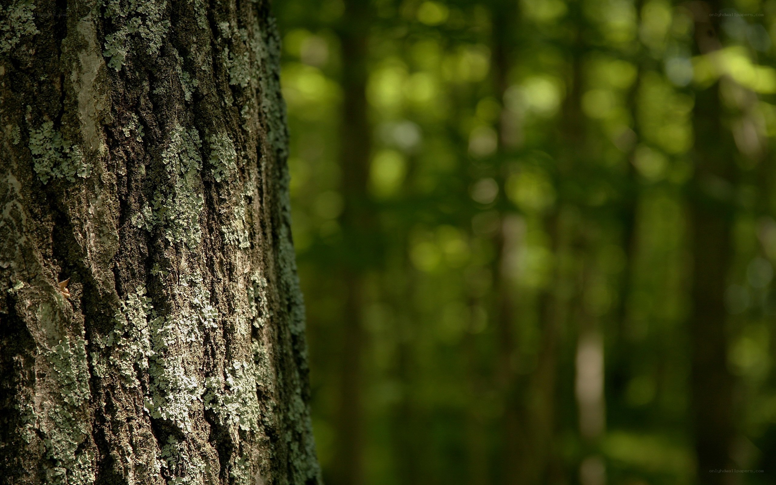 tree bark in a forest