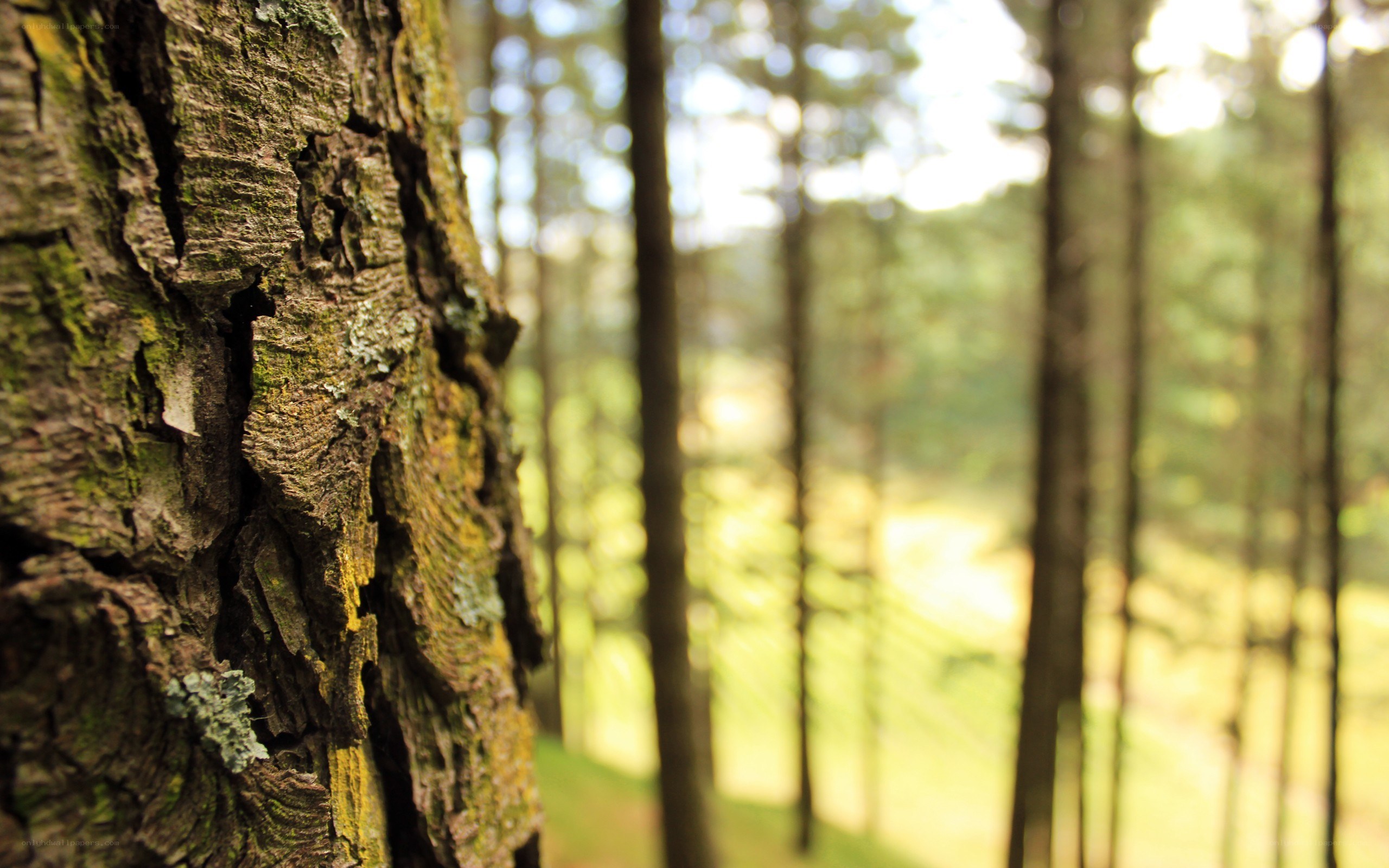 tree bark in a forest