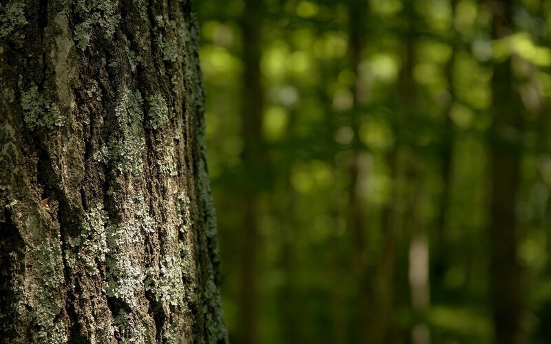 tree bark in a forest