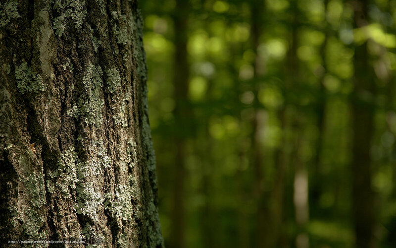 Tree bark in a forest
