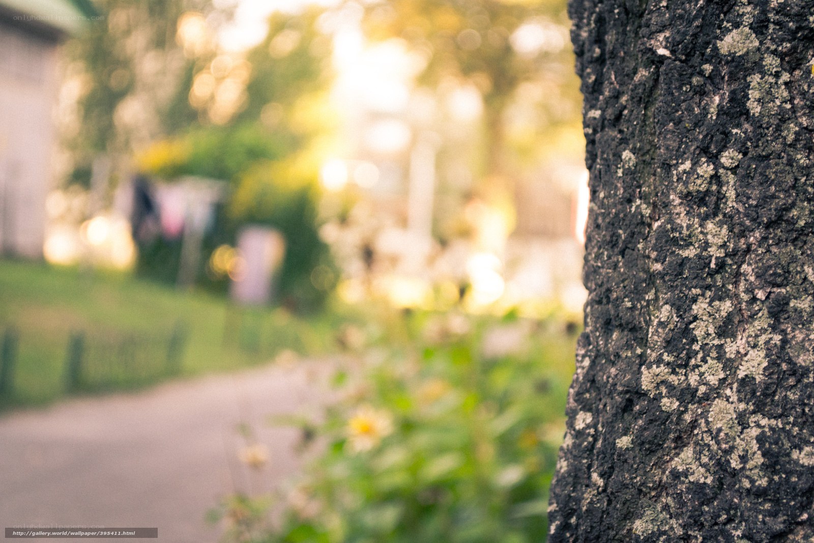 tree bark in a garden