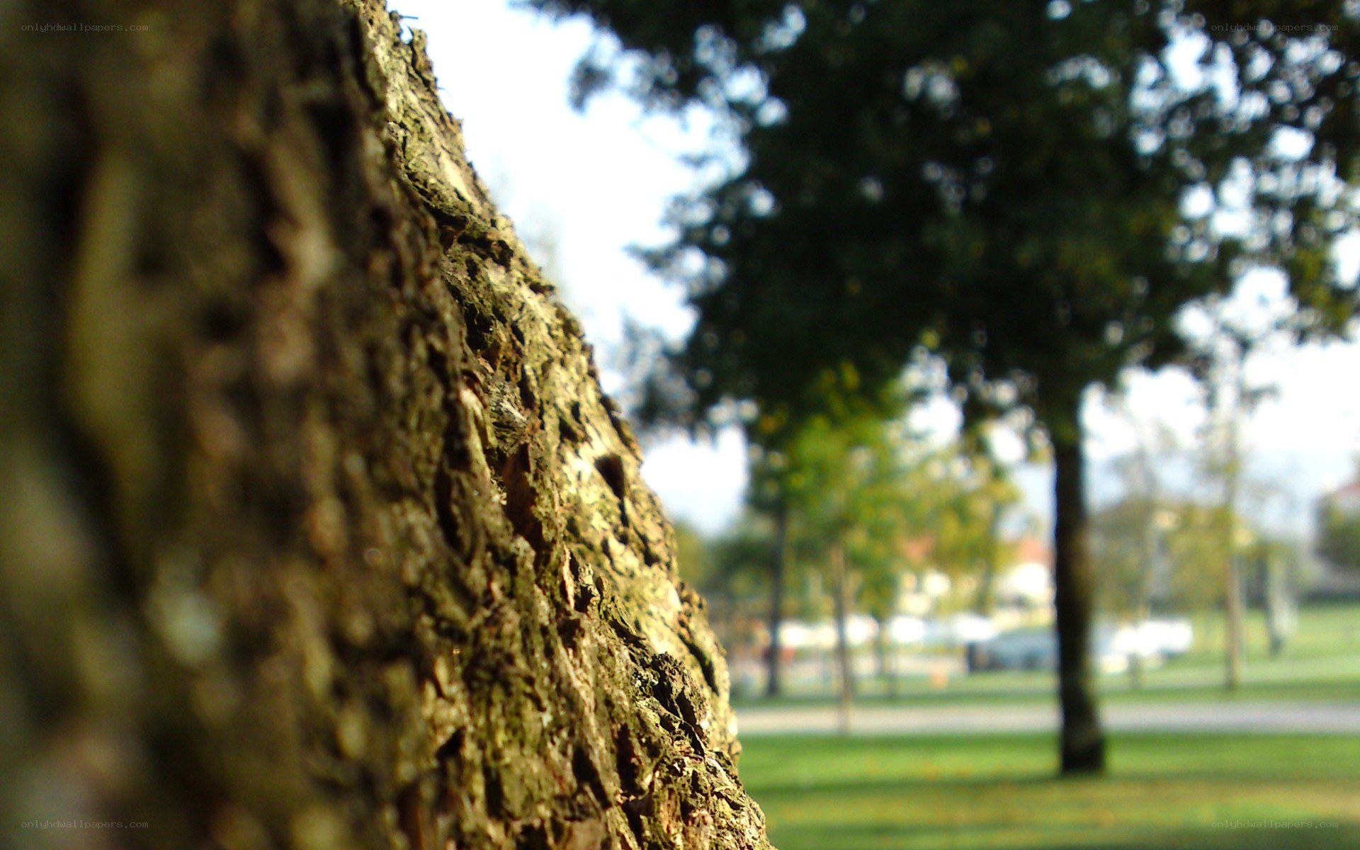 tree bark in a park