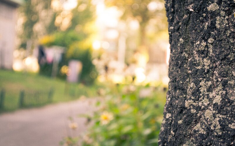 tree bark in a park