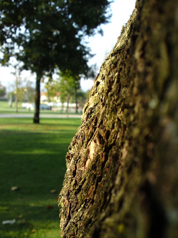 tree bark in a park