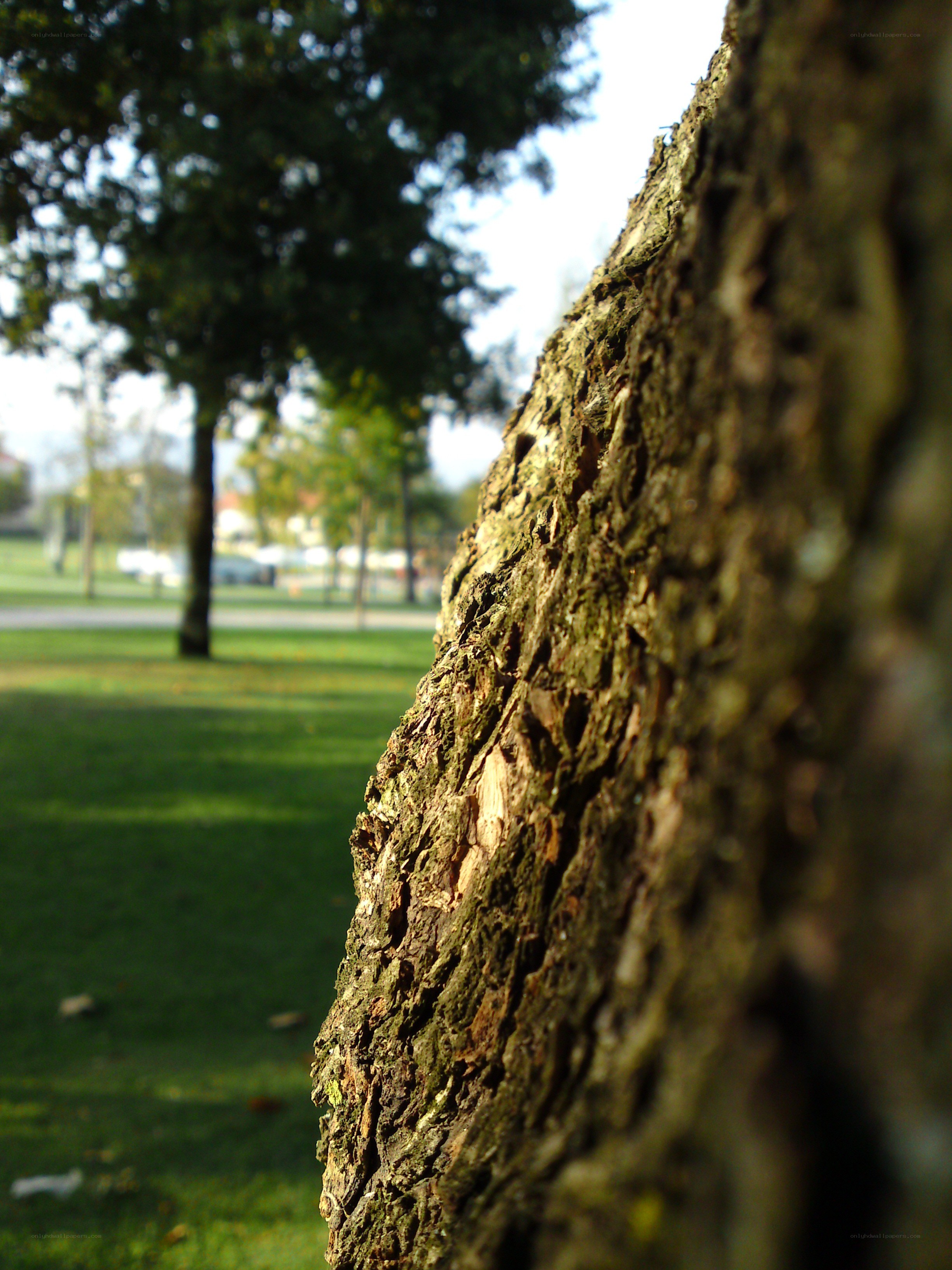 tree bark in a park