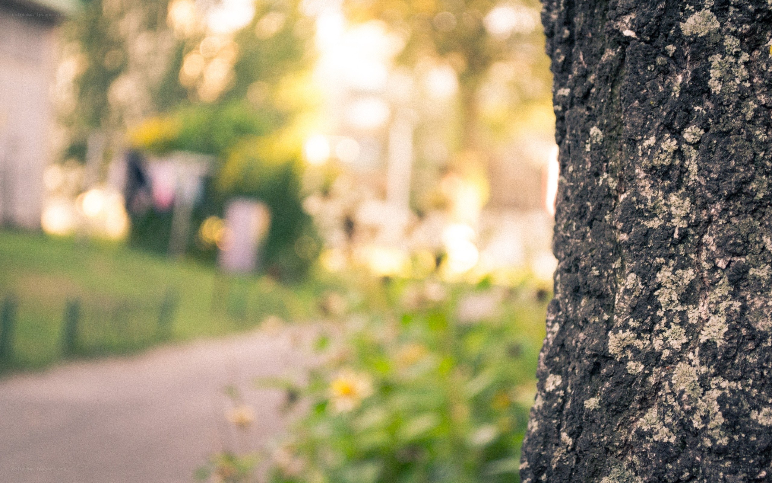 tree bark in a sunlit garden