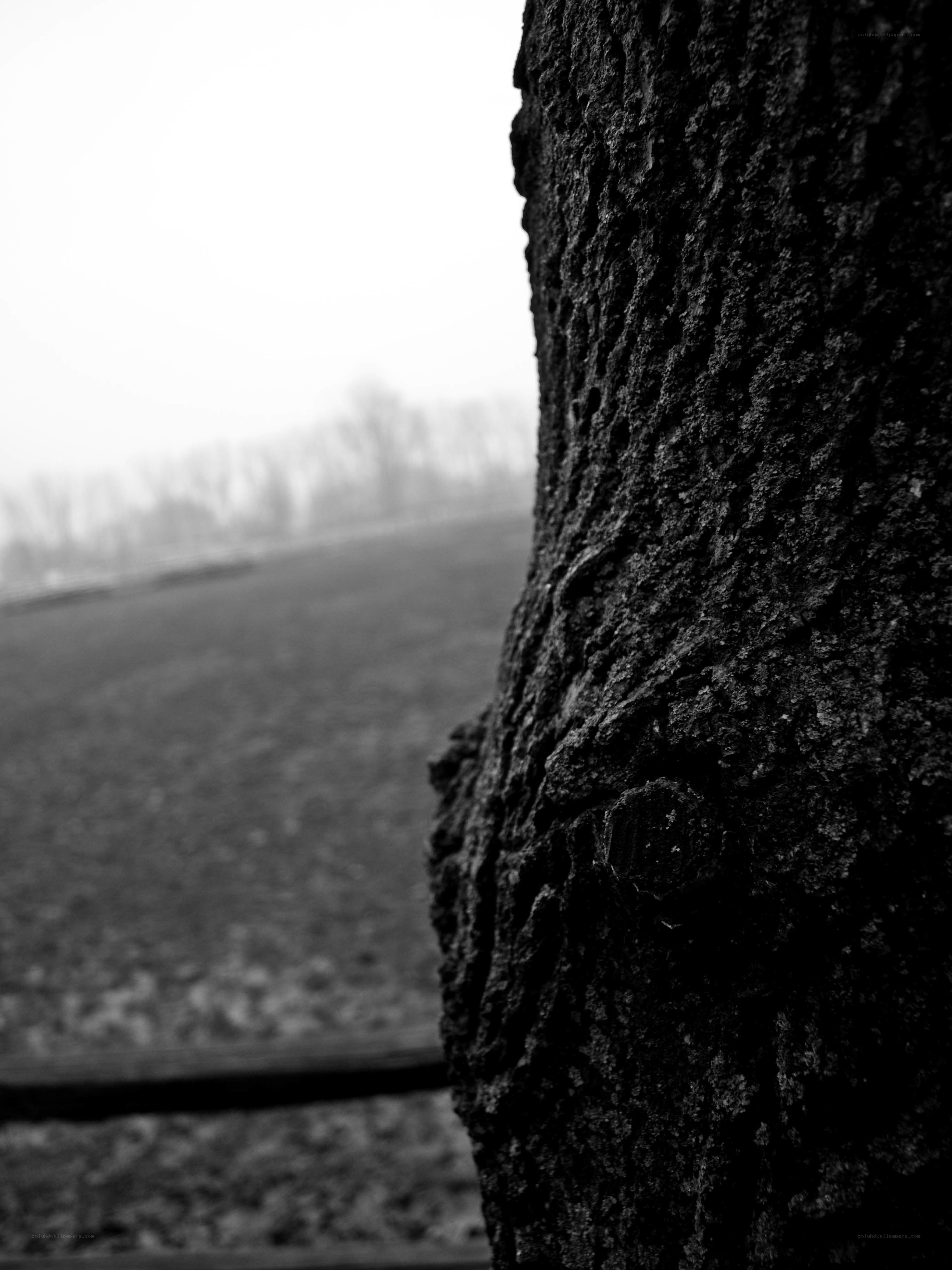 tree bark in foggy landscape
