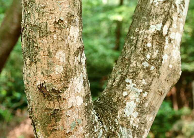 tree bark in forest