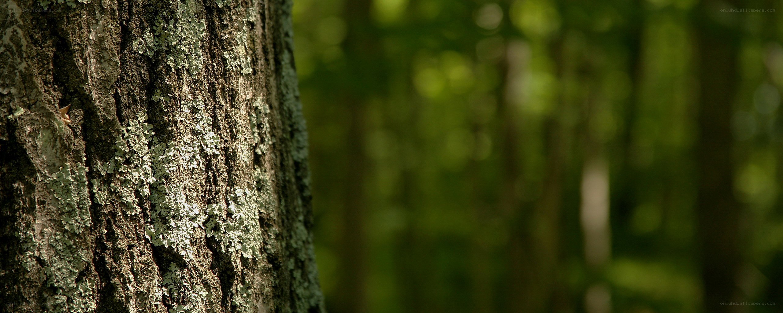 tree bark in forest