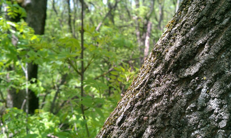 tree bark in forest