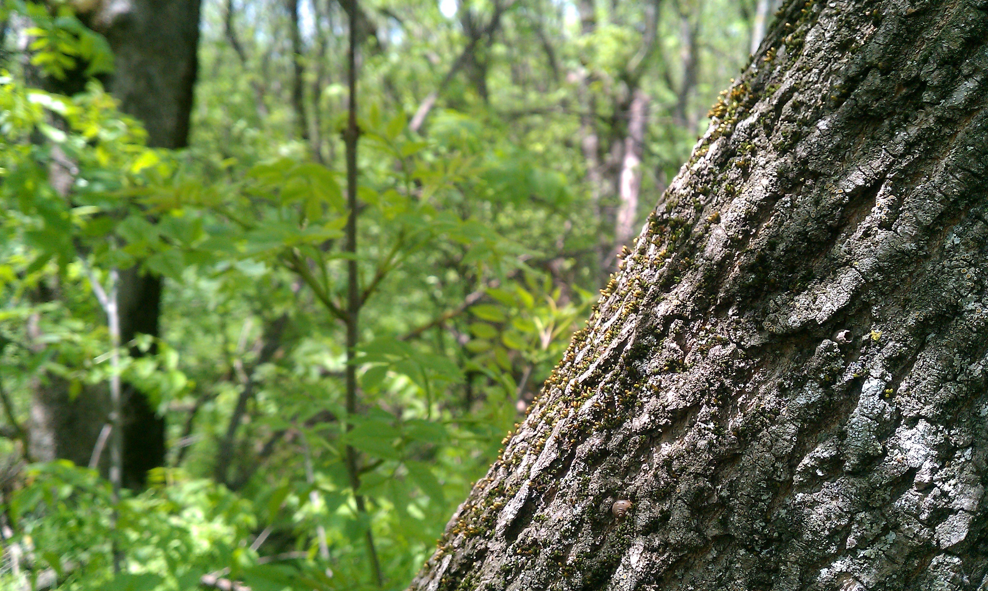 tree bark in forest