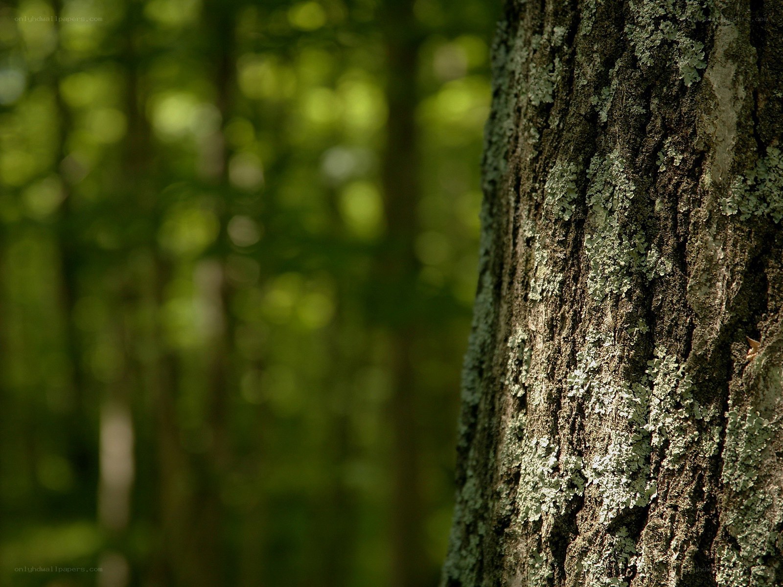 tree bark in forest