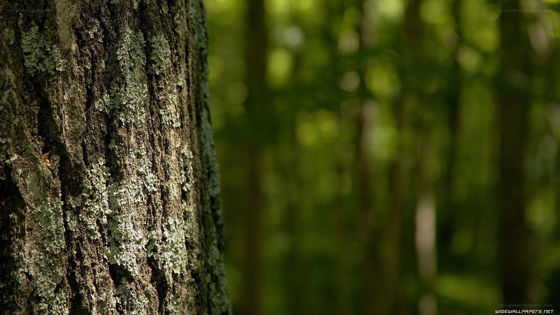 tree bark in forest