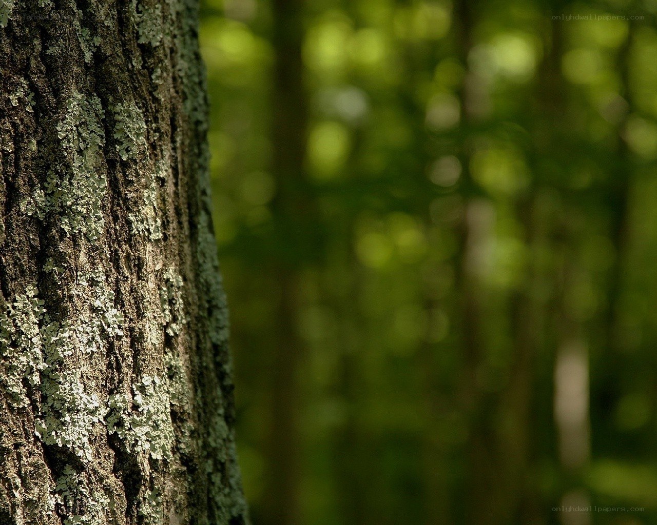 tree bark in forest