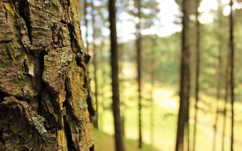 Tree Bark in Forest — Brown