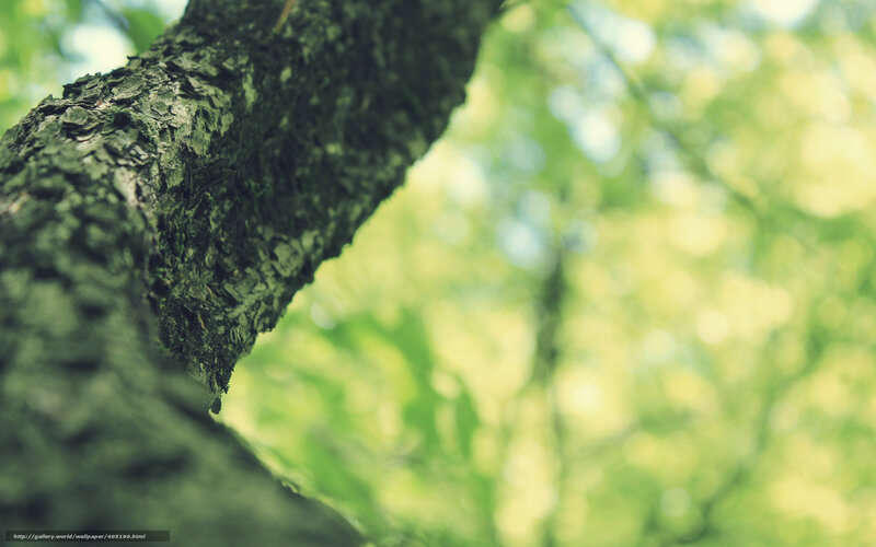 Tree Bark in Forest — Green