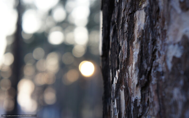 tree bark in forest light