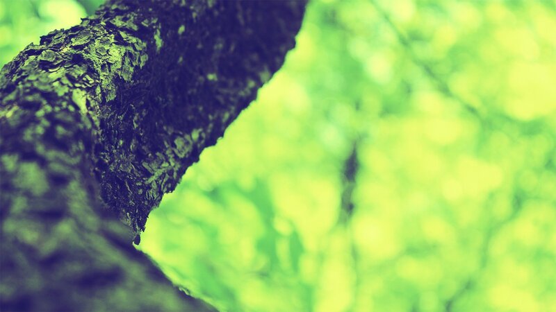 tree bark in green light