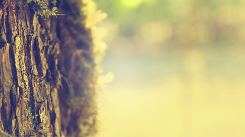 tree bark in soft sunlight