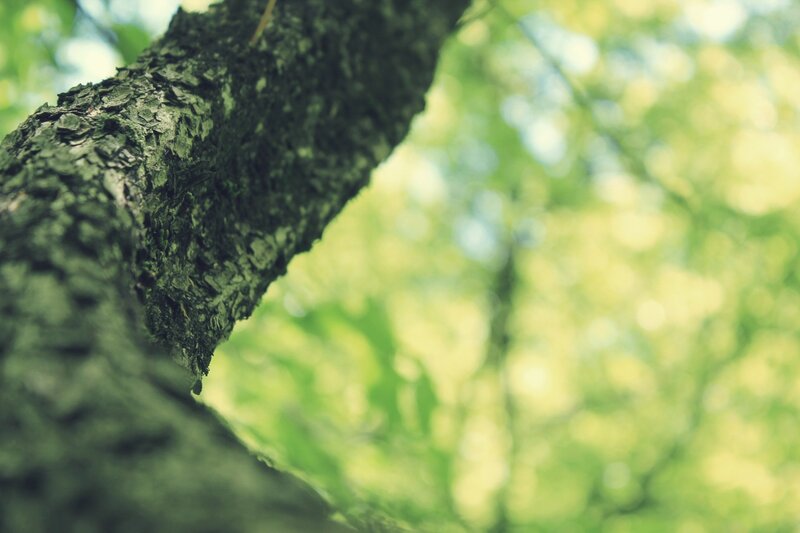 tree bark in sunlight