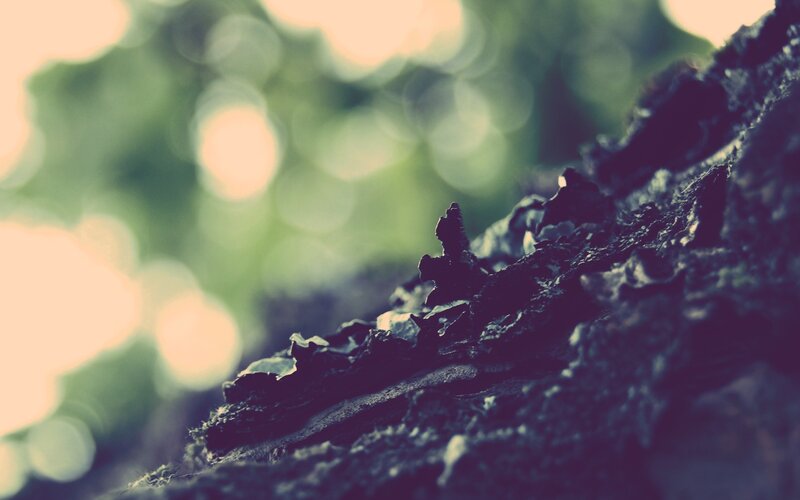 tree bark in sunlight