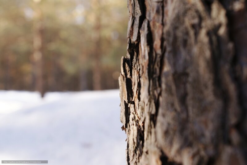 tree bark in winter forest