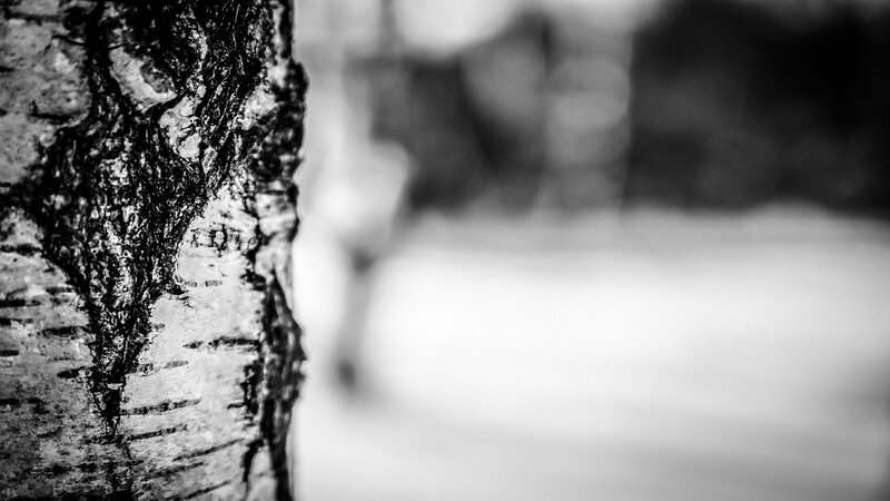 Tree Bark Texture — Black, Calm