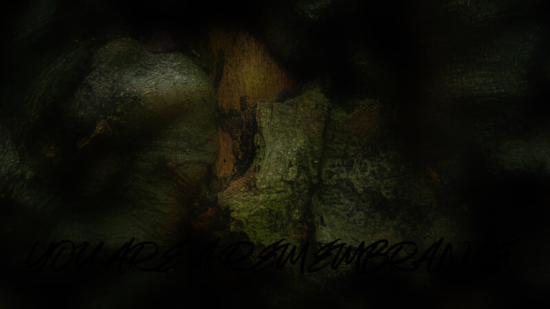 Tree Bark Texture — Black, Dark