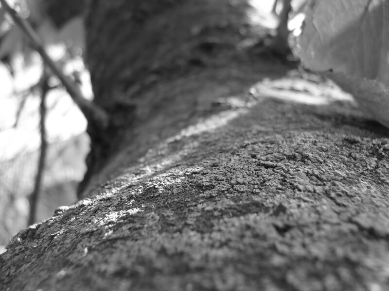Tree Bark Texture — Black