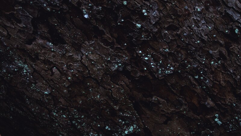 Tree Bark Texture — Brown, Dark