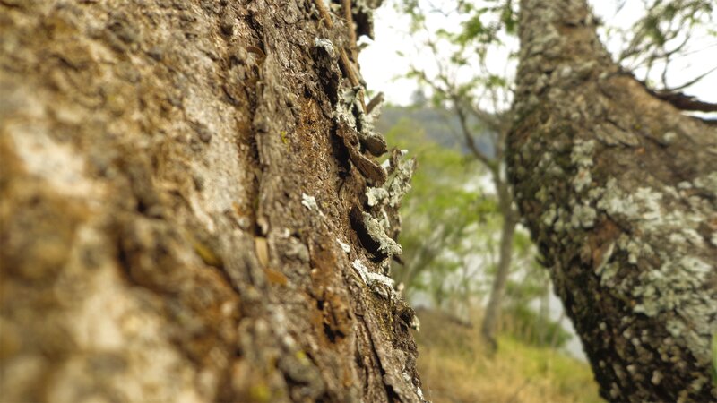 Tree Bark Texture — Brown, Natural, Afternoon