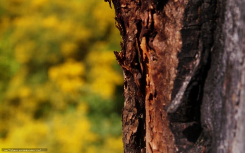 Tree Bark Texture — Brown, Natural, Autumn