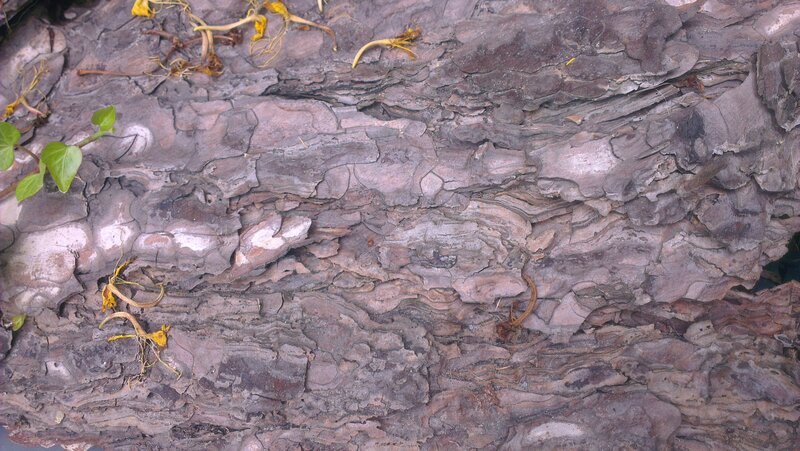 Tree Bark Texture — Brown, Natural, Photograph, Leaves