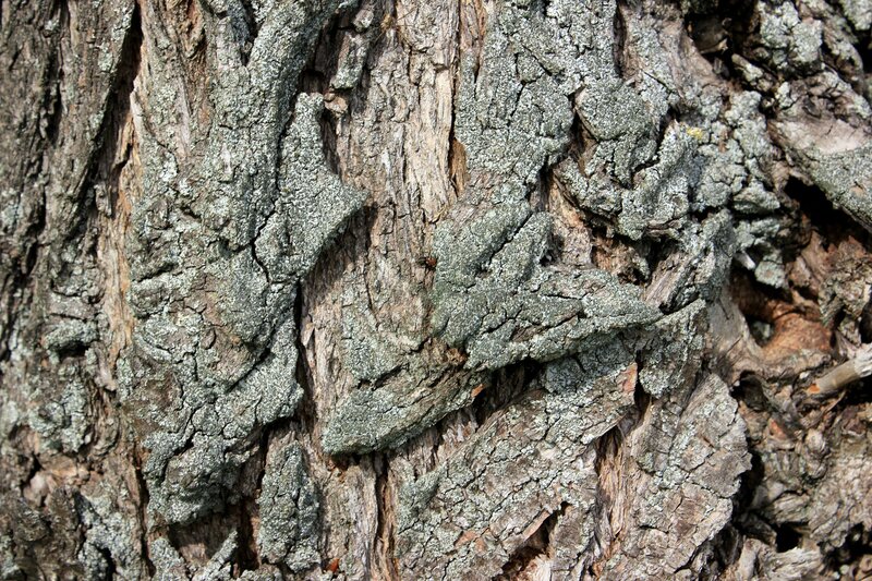 Tree Bark Texture — Brown, Natural, Photograph