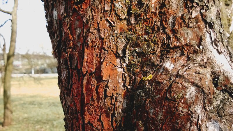 Tree Bark Texture — Brown, Natural, Spring