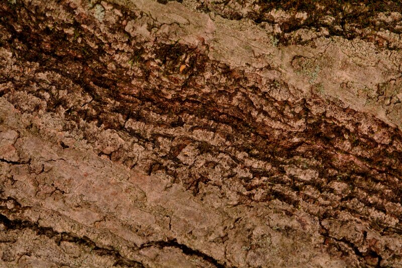 Tree Bark Texture — Brown, Natural