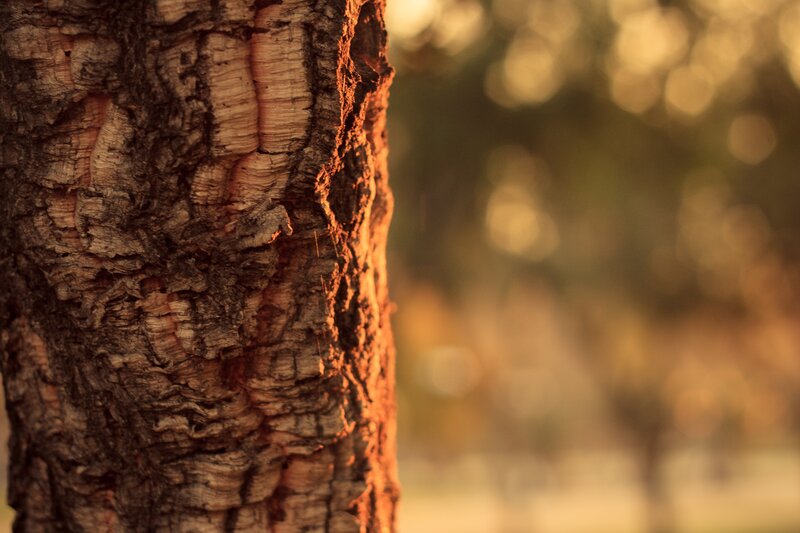 Tree Bark Texture — Brown, Serene, Sunset