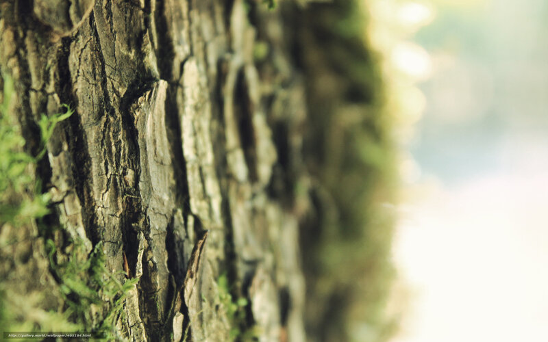 Tree Bark Texture — Brown, Serene