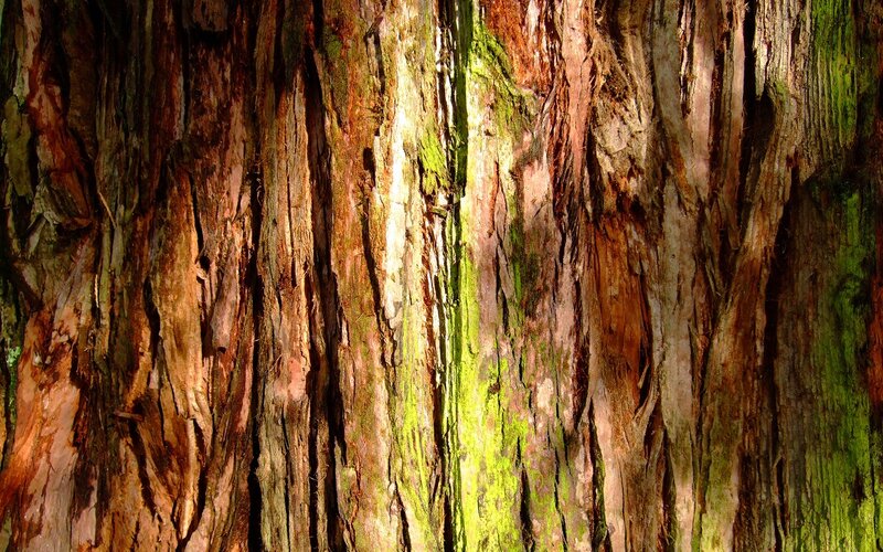 Tree Bark Texture — Brown