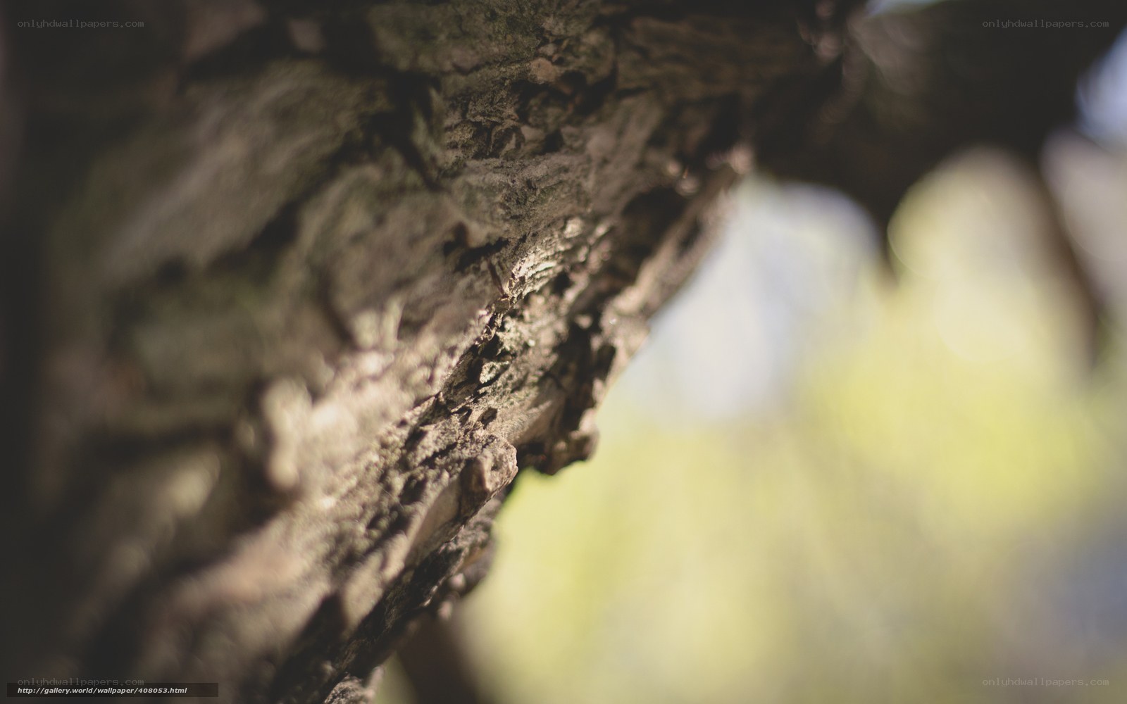 tree bark texture close-up