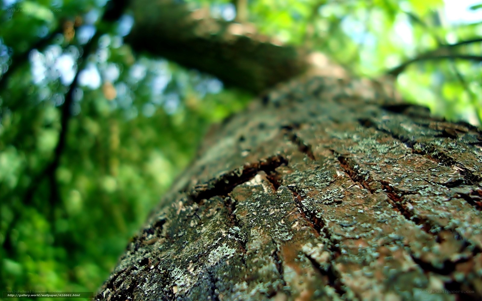 tree bark texture close-up