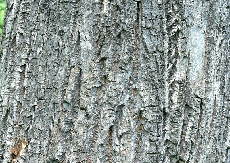 Tree Bark Texture — Gray, Natural, Photograph, Brown