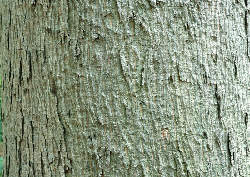 Tree Bark Texture — Gray, Natural, Photograph, Green