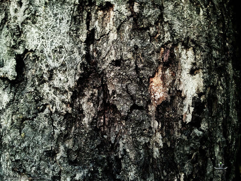 Tree Bark Texture — Gray, Natural