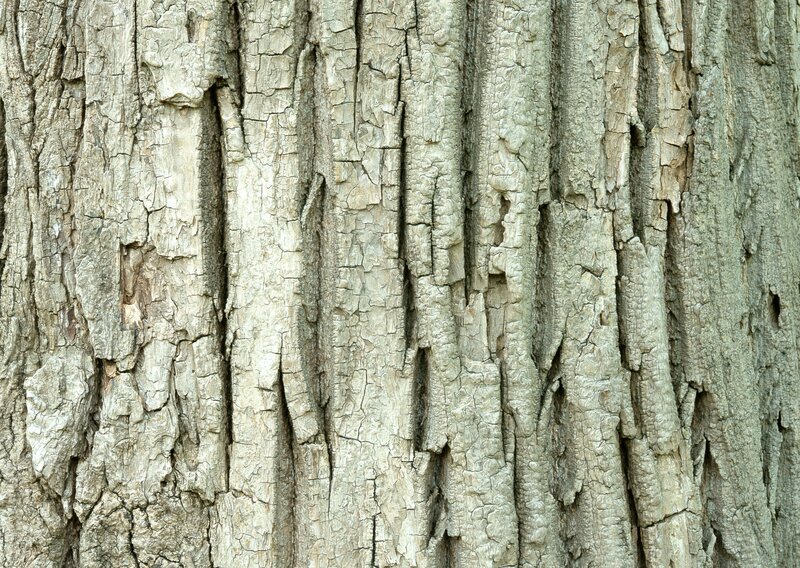Tree Bark Texture — Gray, Neutral, Photograph, Brown