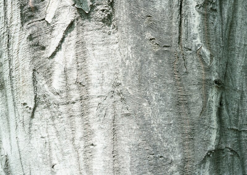 Tree Bark Texture — Gray, Neutral, Photograph