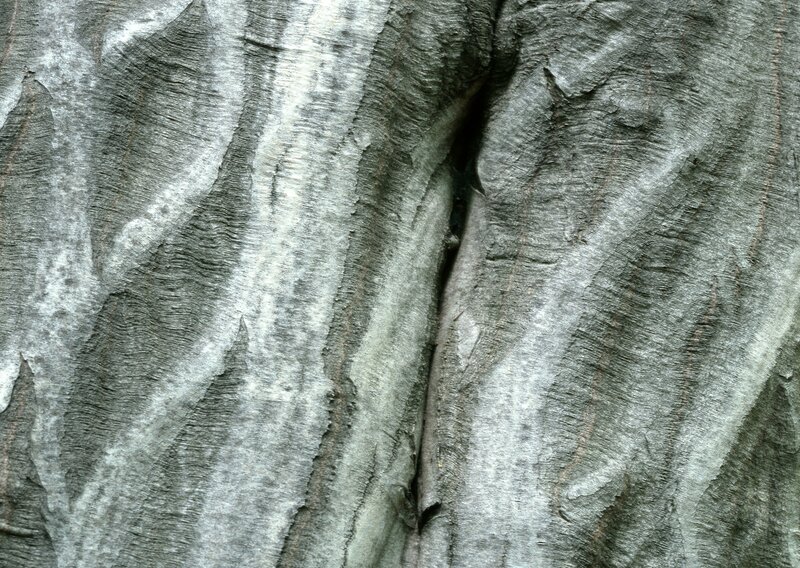Tree Bark Texture — Gray, Textured