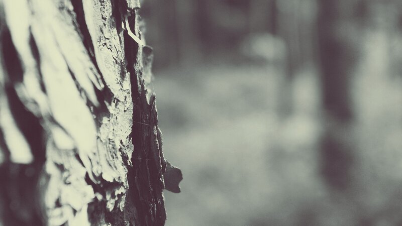 Tree Bark Texture — Gray